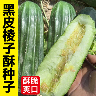 黑皮棱子酥种子大全菜瓜甜瓜酥瓜种籽孑原装种子大全