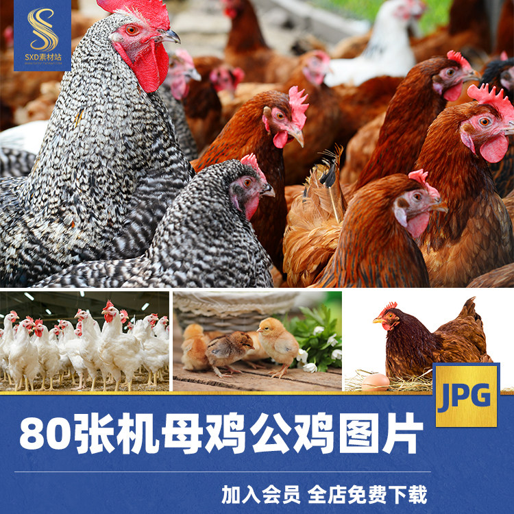 超大超高清图片家养大公鸡雄鸡斗鸡羽毛鸡冠养殖家禽饲养动物素材