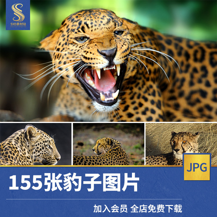 豹子高清jpg图片金钱豹猎豹花豹美洲雪豹野生猫科动物摄影素材照