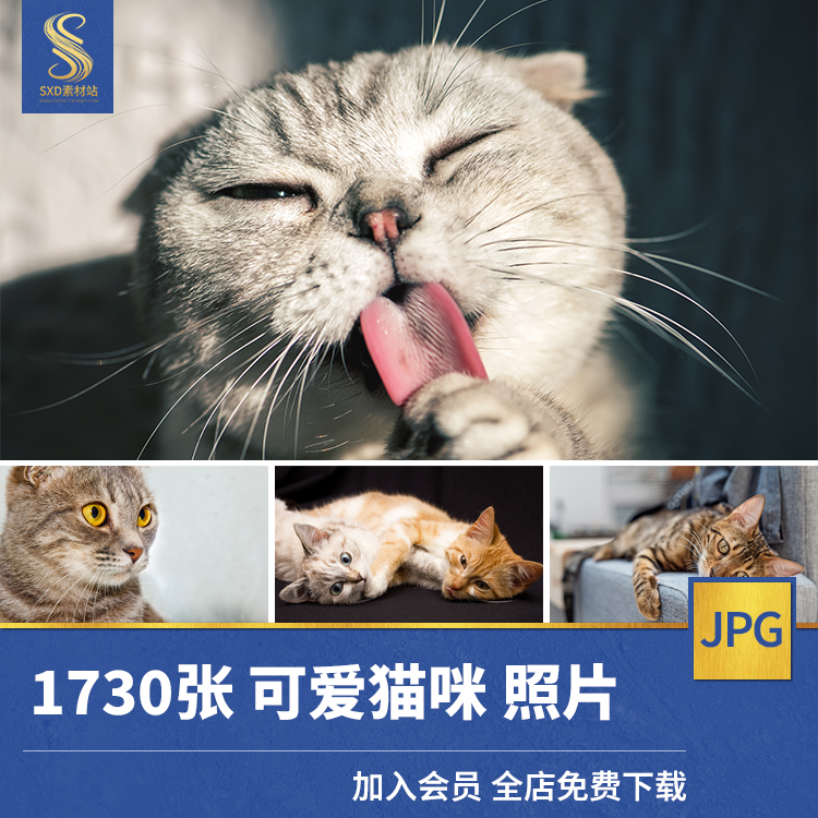 高清JPG素材宠物猫咪图片黑白橘幼英短加菲布偶折耳萌宠物店宣传-封面