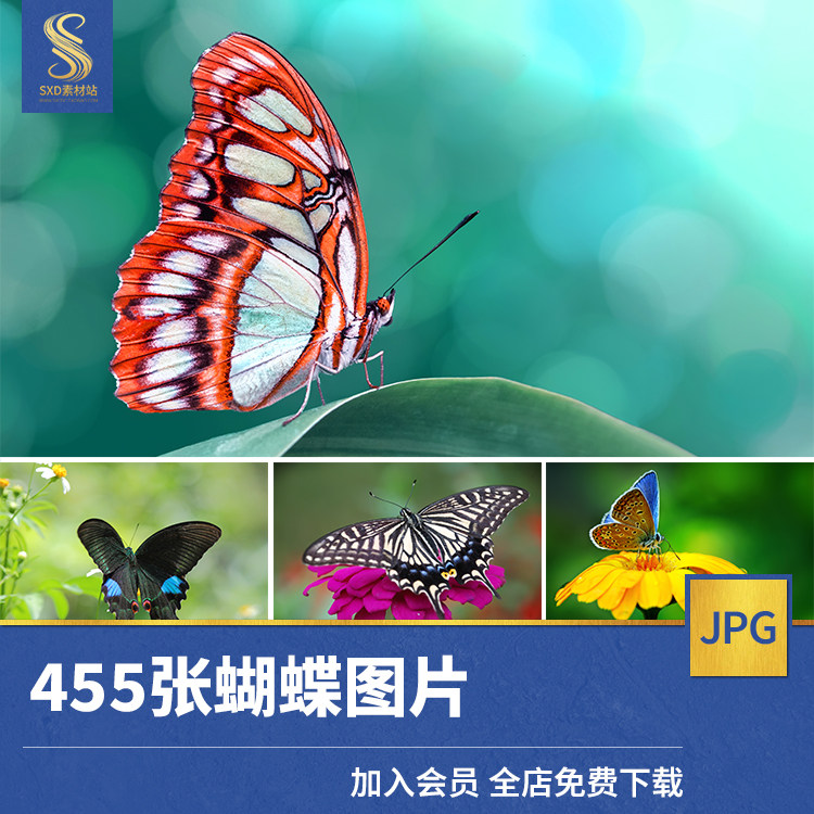 高清jpg素材蝴蝶飞舞图片彩色缤纷花丛采花授粉翅膀昆虫摄影特写