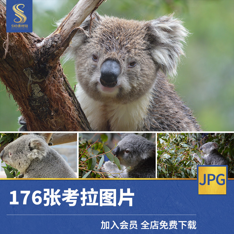考拉澳洲树袋熊高清jpg素材图片桉树睡觉觅食野生动物摄影照片