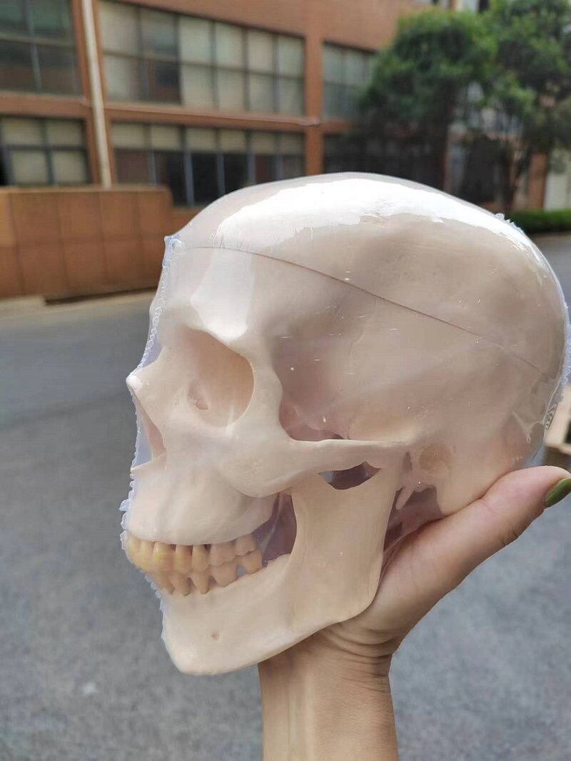 牙科教学模型桌面摆件头模展示牙齿可咬合 头颅口腔齿科材料