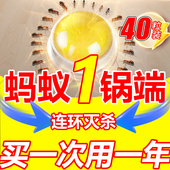 蚂蚁药家用室内非无毒一锅全窝端专用灭杀虫小黄红飞蚁药特神器效