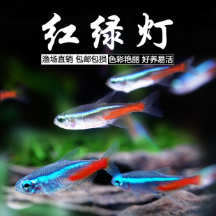 小型群游灯科鱼红绿灯鱼宝莲灯帝王灯红肚皮红鼻鱼活体热带观赏鱼