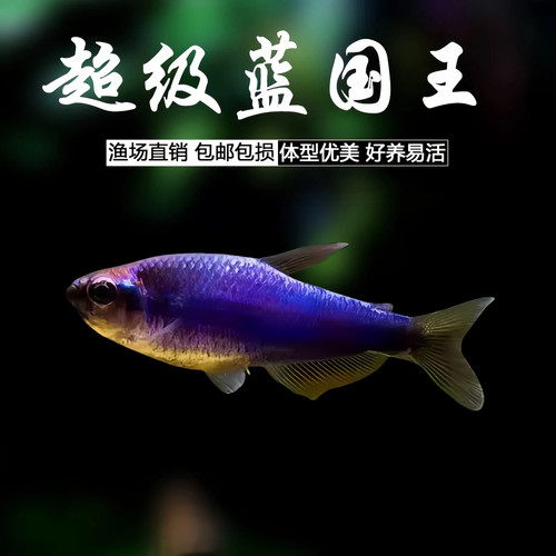 超级蓝国王灯鱼热带鱼观赏鱼