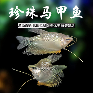 珍珠马甲鱼马甲球鱼热带观赏鱼五彩曼龙丽丽丝足鱼活体小型淡水鱼