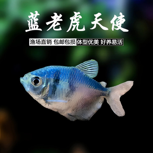 蓝老虎天使鱼观赏鱼群游活体