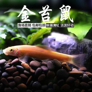 青苔鼠金苔鼠鱼热带观赏鱼除藻鱼缸吃绿藻垃圾清洁鱼工具活鱼好养