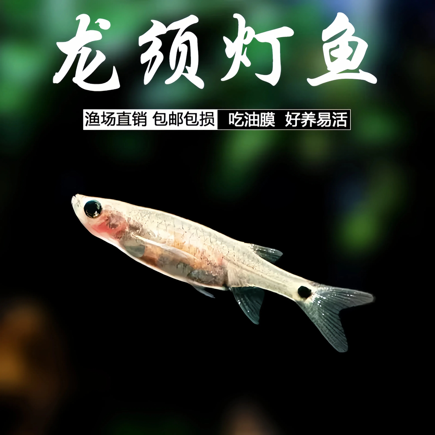 龙须灯鱼除油膜工具鱼淡水