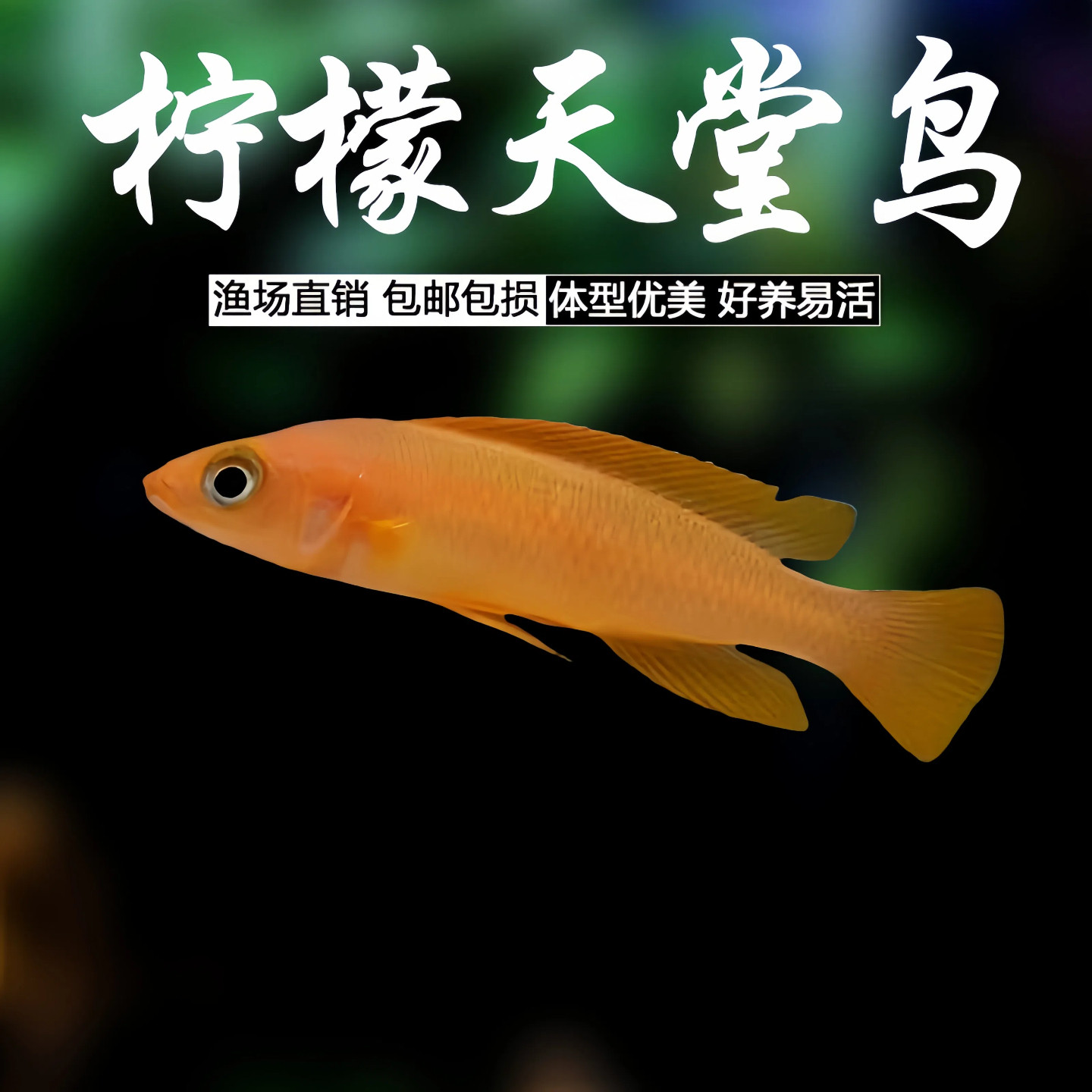 柠檬天堂鸟鱼热带鱼观赏鱼