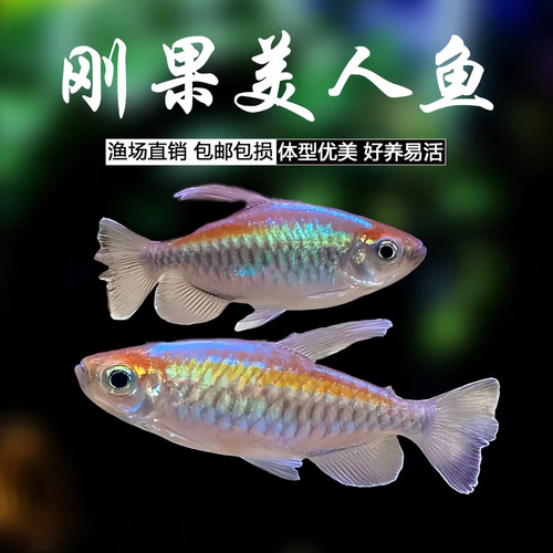 刚果美人鱼热带观赏鱼