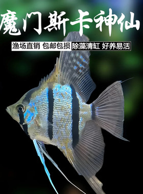 魔门斯卡神仙鱼观赏鱼热带宠物
