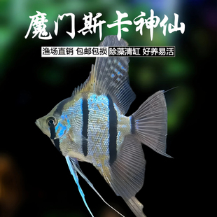 魔门斯卡神仙鱼热带观赏鱼宠物燕子鱼秘鲁小型草缸淡水鱼鱼苗