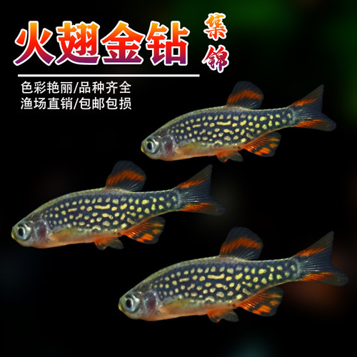 小型鱼淡水热带观赏鱼