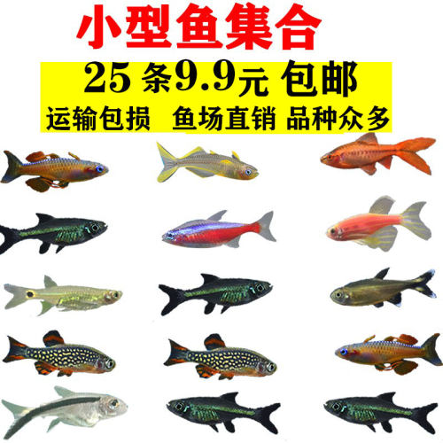 小型活体红绿灯淡水热带观赏鱼