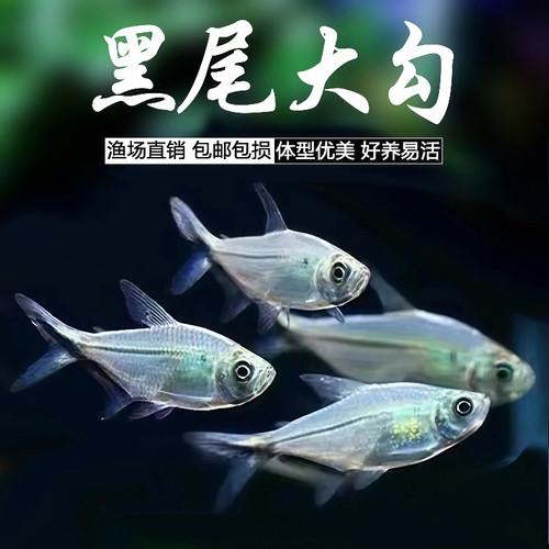 黑尾大勾鱼热带观赏鱼淡水群游鱼