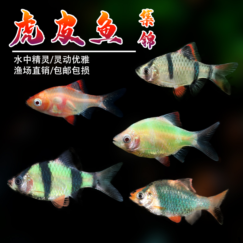好养耐活淡水观赏鱼虎皮鱼淡水