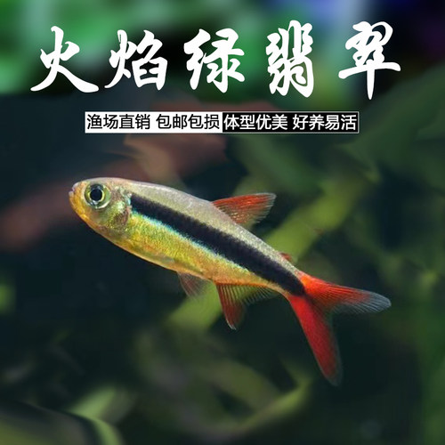 火焰绿翡翠南美热带观赏鱼