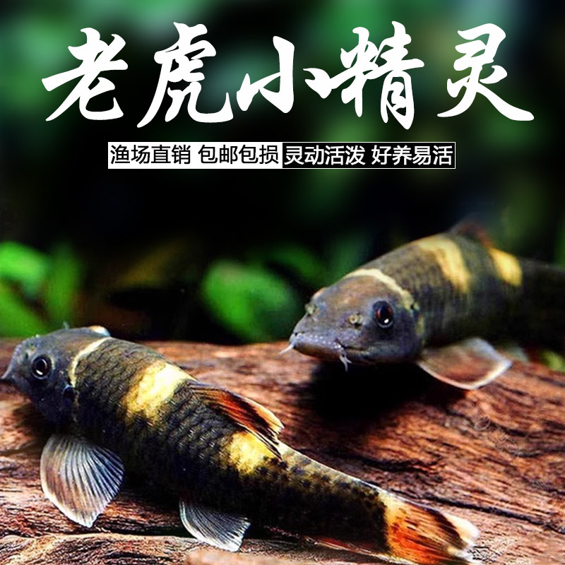 虎纹精灵鱼虎纹鱼活体鱼图片