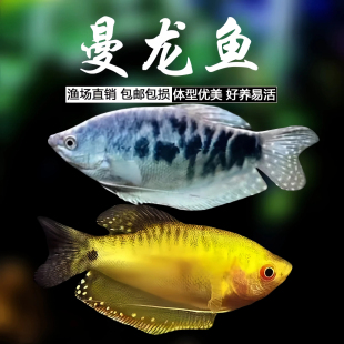 蓝曼龙黄曼龙鱼热带观赏鱼小型淡水好养耐活群游红绿灯科鱼苗