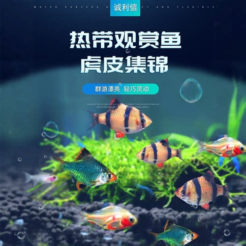 好养耐活淡水观赏鱼虎皮鱼淡水
