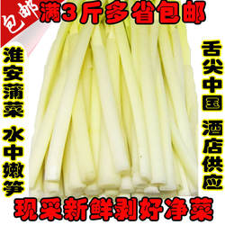 蒲菜7月份新鲜时令野菜茭白蒲笋蒲儿菜净菜淮安蒲菜酒店食材