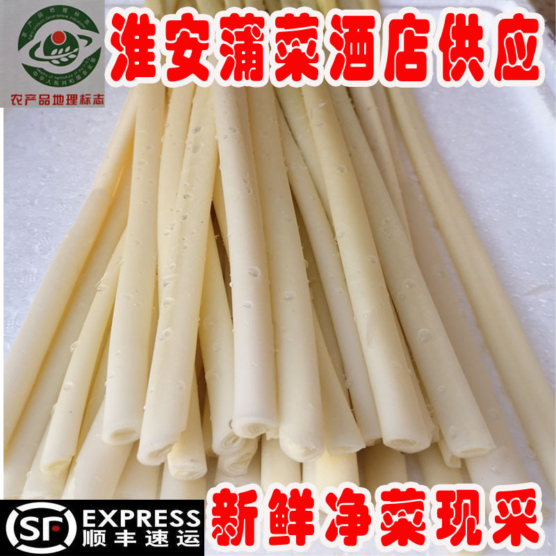 蒲菜6月份新鲜时令野菜茭白淮安特产蒲笋蒲儿菜净菜500克酒店