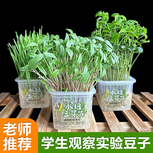 小学生儿童种植小盆栽水培豆子绿豆芽幼儿园发芽实验生长观察植物