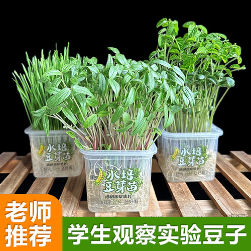 植物生长观观察小盆栽水培豆子