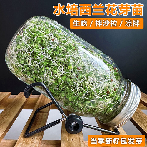 水培西兰花芽苗菜种子