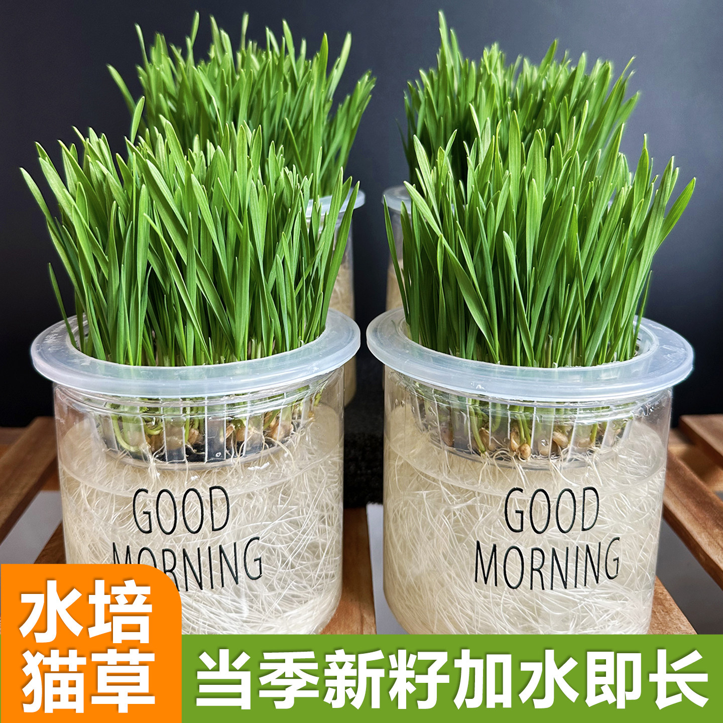 水培猫草种子盆栽猫草籽无土懒人种植猫草杯排毛球化毛草猫咪零食