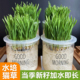 水培猫草种子盆栽小麦籽无土懒人种植猫草杯排毛球化毛草猫咪零食