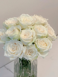 玫瑰白雪山云南基地直发送女友情人节礼物室内水养鲜切花顺丰包邮