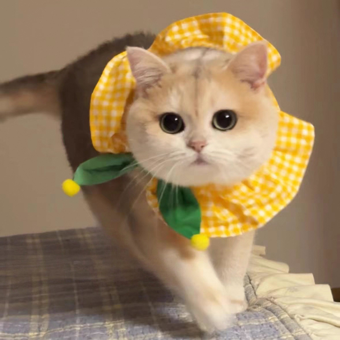 跨境猫咪狗口水巾围脖可爱飘带伊丽莎白圈猫围嘴弹力可调节xj