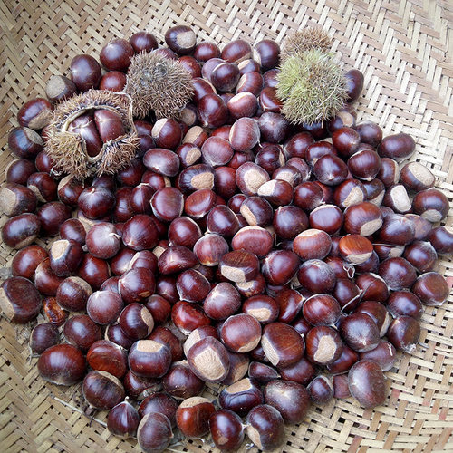 2025新货5斤装沂蒙山农家新鲜板栗正宗老树油栗野生栗子包邮