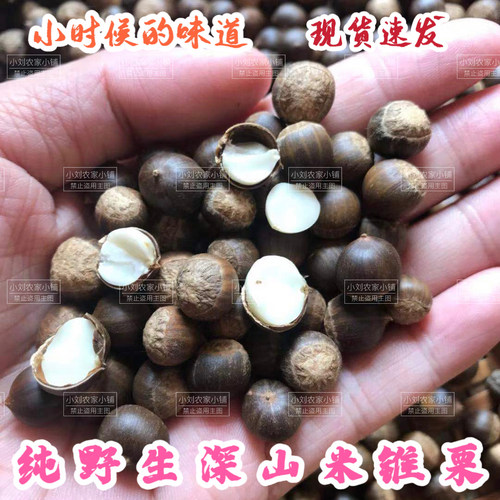 1-5斤装包邮纯生野生米锥子新鲜坚果米椎栗非板栗榛子锥栗