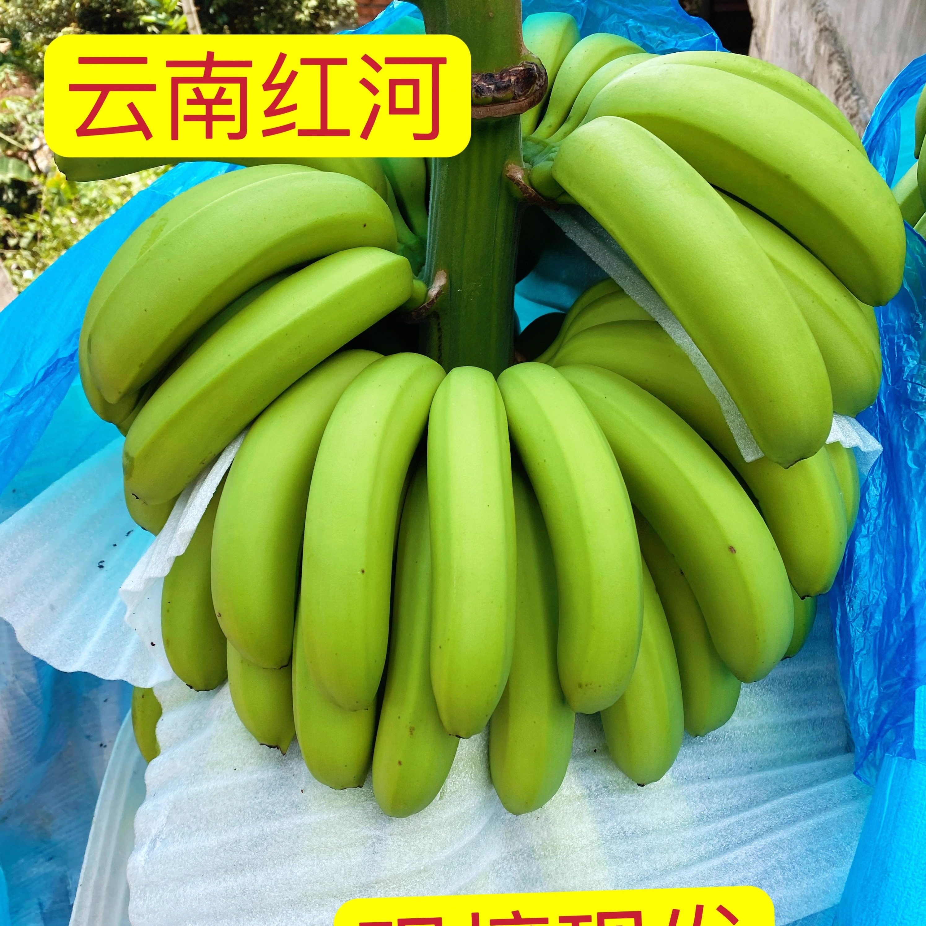 云南红河自然熟现摘香蕉不泡药