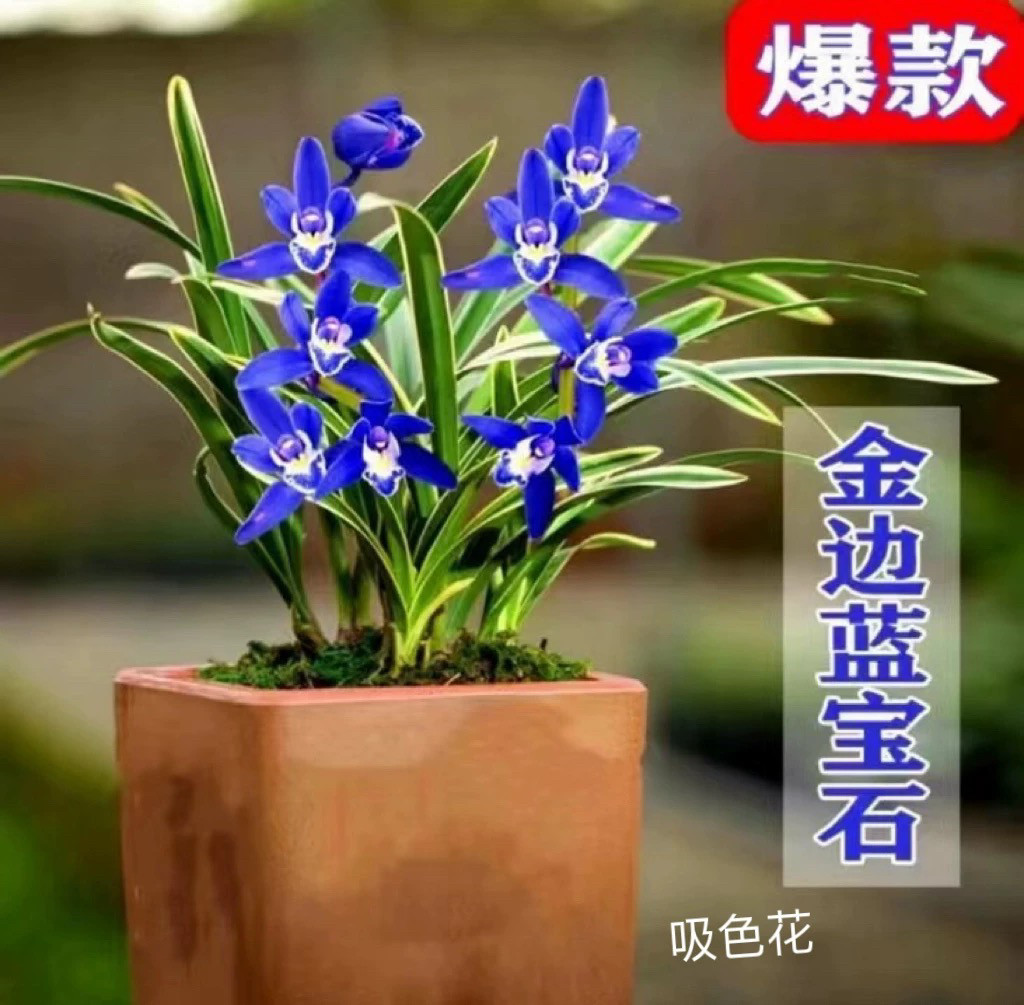 兰花苗矮种盆栽植物名贵品种吸色