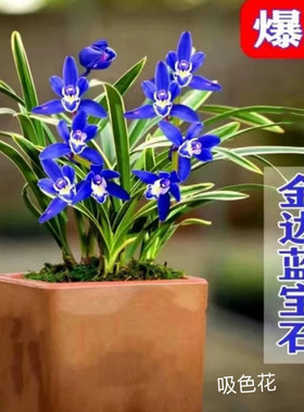 兰花苗矮种盆栽植物名贵品种吸色建兰四季花卉金边兰花苗蓝宝石