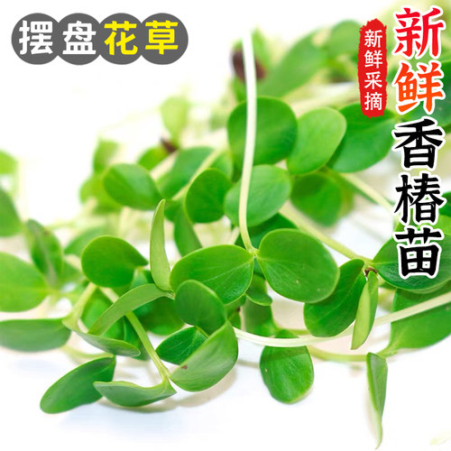 新鲜香椿苗可食用芽苗菜日料酒店西餐摆盘装饰花草点缀香春苗嫩芽