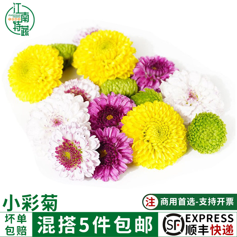 小彩菊新鲜摆盘装饰花草