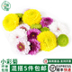 小彩菊新鲜食用摆盘烘焙装 饰点缀叶子 饰花草小雏菊蛋糕甜品饮品装