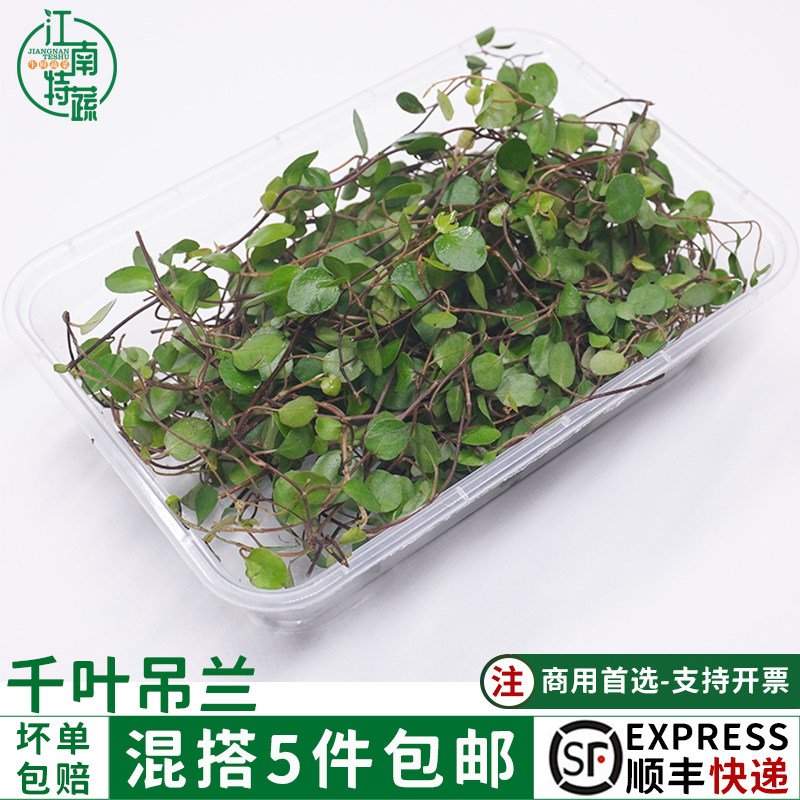 新鲜千叶吊兰长寿藤吊兰叶子酒店西餐厅冷艺冷菜摆盘装饰花草点缀