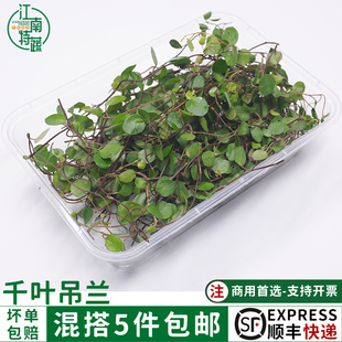 新鲜千叶吊兰长寿藤吊兰叶子酒店西餐厅冷艺冷菜摆盘装饰花草点缀