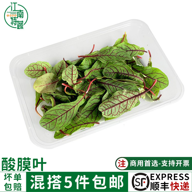 新鲜酸模叶40片可食酸膜红酸膜草酒店摆盘装饰花草蛋糕饮品点缀