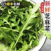 新鲜芝麻叶生菜芝麻菜火箭菜新鲜西餐顺丰 蔬菜沙拉菜食材 包邮