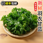 新鲜羽衣甘蓝沙拉食材kale榨汁烤片蔬菜食用轻食蔬菜雨衣甘蓝 包邮