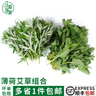 新鲜留兰香薄荷叶可食用泡水装饰调酒现摘薄荷艾草嫩叶带枝条组合