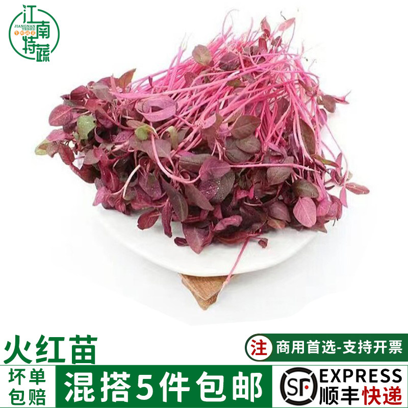 火红苗新鲜芽苗菜可食用西餐沙拉酒店摆盘装饰花点罪专用斯卡纳迪